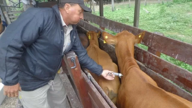 Con cambios de metodología, la semana que viene arranca la campaña de vacunación antiaftosa