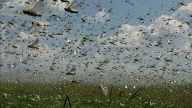 Preocupante: volvieron a aparecer mangas de langostas, esta vez en la zona de Las Lajitas