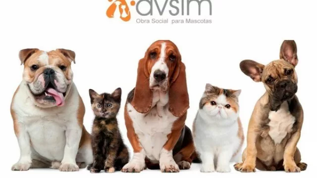 Llegó a Salta AVSIM, la primera obra social para mascotas