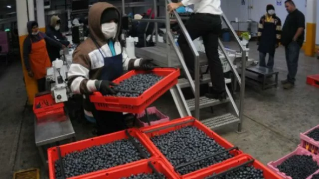 Tucumán exportaría 7.000 toneladas de arándanos esta campaña