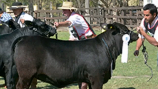 73° Exposición Ganadera, Agrícola, Industrial y Comercial: comenzó el ingreso de animales
