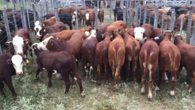 Se vendieron 585 cabezas de ganado en el remate de Invernada