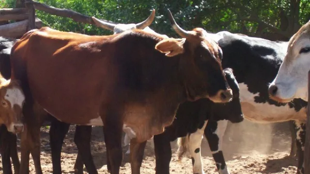 En agosto próximo habrá una jornada para avanzar en la “Conversión de proteína vegetal en animal”