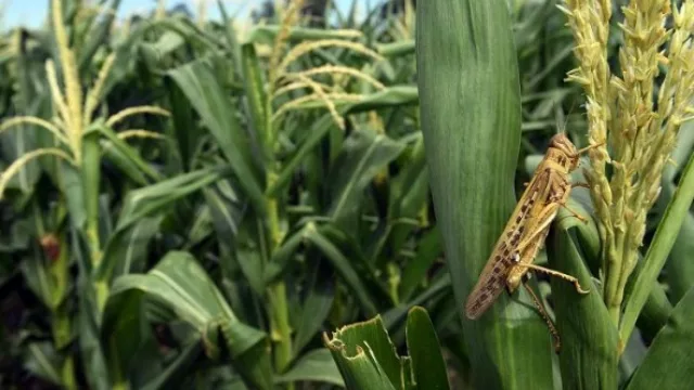 La manga de langostas de sigue expandiendo (Tucumán y el NOA se preparan)