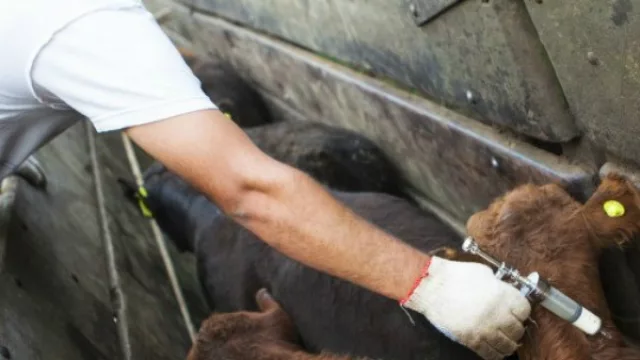 Extendieron hasta el 31 de este julio la campaña de vacunación antiaftosa