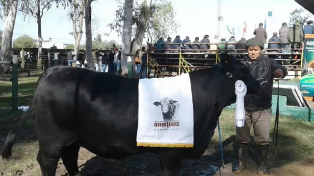 Una cabaña salteña arrasó con los premios en la Gran Nacional Brangus, que se realizó en Corrientes