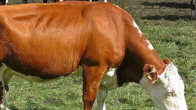 La revista Apertura eligió a una empresa de Salta entre “los reyes de la carne” del país