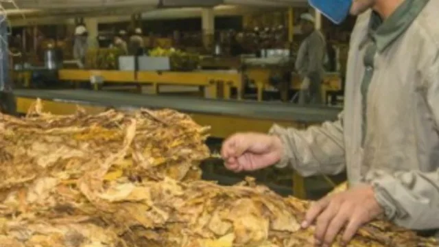 El sector tabacalero otra vez en alerta por un intento de reflotar un convenio que acabaría con la producción