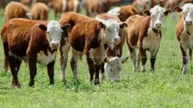 Productores y especialistas debatirán hoy la actualidad y perspectivas de la ganadería en el NOA