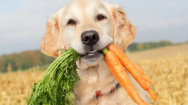 Alimenta a sus perros con comida vegana y nos dice...