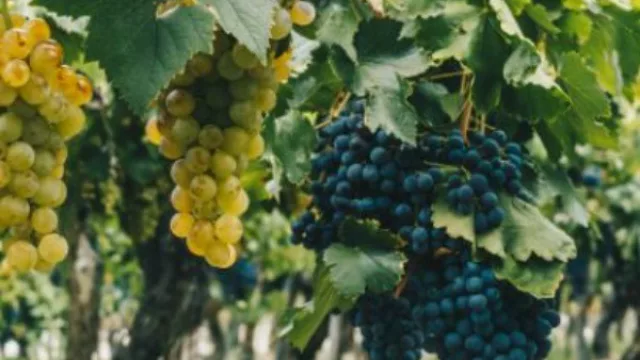 La Bodega El Esteco recuperó la uva criolla de Cafayate para elaborar un vino de alta gama (que ya está en el mercado)