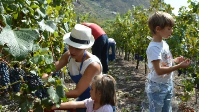 La tradicional Vendimia de las Nubes fue un éxito, con más de 350 asistentes