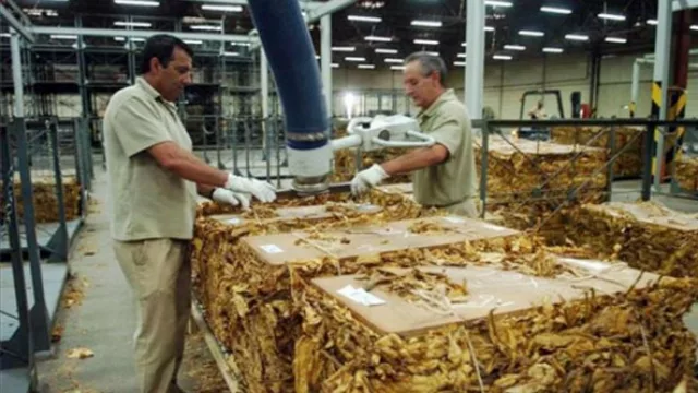 Incertidumbre y preocupación por el precio del tabaco Virginia, que sigue sin definirse