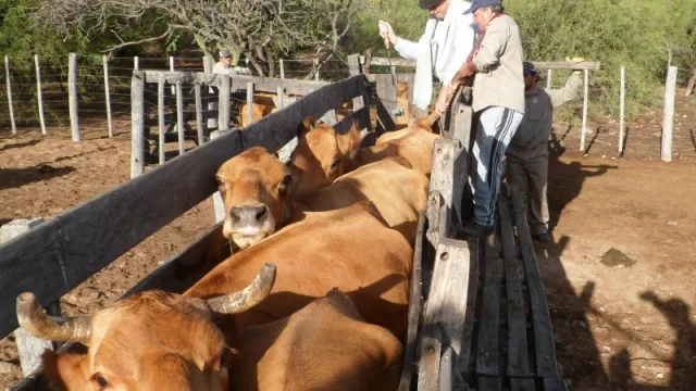 Buena noticia para el campo salteño: el número de vacas aumentó casi un 10% en dos años, y sigue creciendo