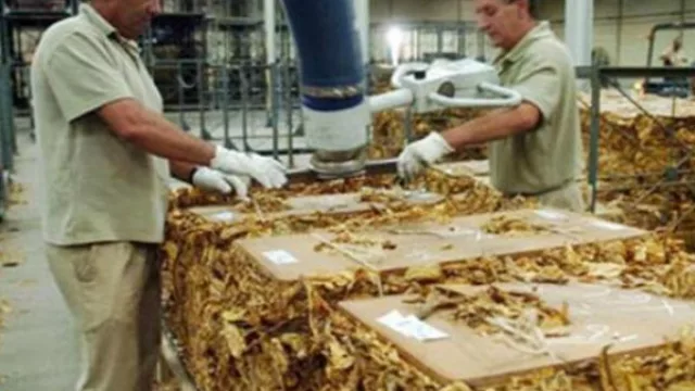 Hoy en Jujuy buscarán cerrar el precio del tabaco Virginia, pero el acuerdo aún parece muy lejos