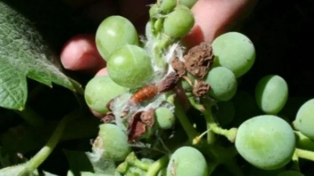 Preocupación en Cafayate: apareció un brote de polilla de la vid, y toda la producción se puso en alerta