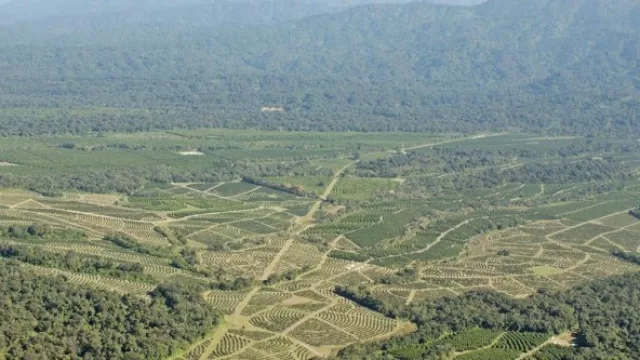 Citrícola San Miguel realiza acciones para financiar plan de crecimiento