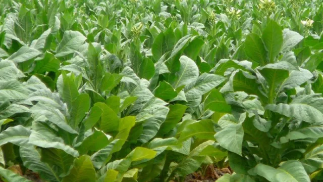 Preocupación en el sector tabacalero por la falta de acuerdo sobre el precio