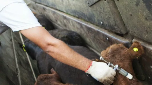 Ya está definido cuándo comienza la campaña de vacunación antiaftosa en Salta (y se espera un récord)