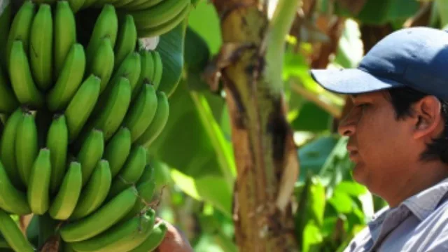 Los productores de banana de Salta piden cerrar la importación desde Bolivia, como hizo ese país con la uva de mesa