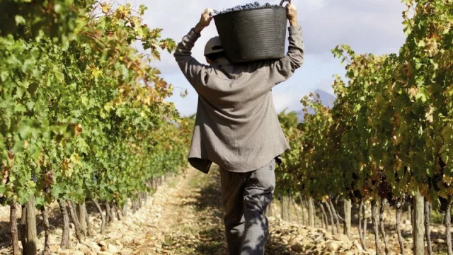 Bolivia aclaró que no prohibió la importación de vinos argentinos sino de uva de mesa, y tranquilizó al sector vitivinícola