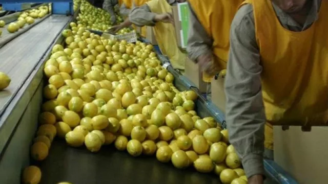 Tras la suspensión de la importación de limones argentinos a Estados Unidos, aconsejan ser cautelosos y esperar