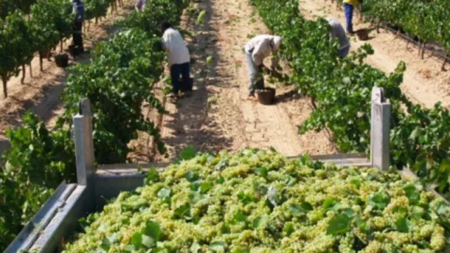 El sector vitivinícola acordó los nuevos valores para la vendimia 2017 ($13,08 de bolsillo para los trabajadores)