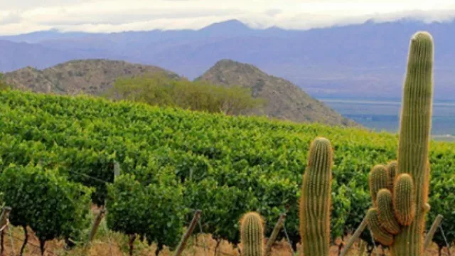 Los mayores prefieren a La Linda