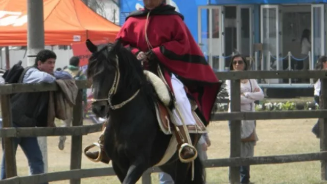 Se viene el Concurso provincial de la raza equina preferida de los salteños: el Peruano de Paso
