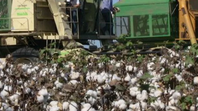 Salta quiere adherir a la ley nacional de Fomento de la Producción Algodonera