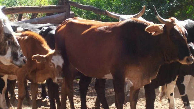 Habrá un veto parcial para la Ley de Fomento Ganadero aprobada por la Legislatura