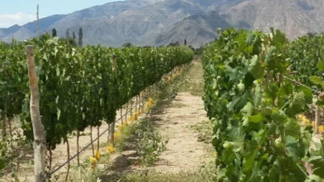 Cena Maridaje Altupalka en The House of Jasmines