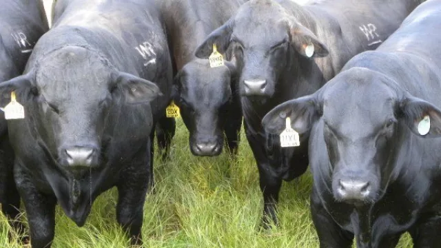 Nuevos vientos en la ganadería: Se viene un importante remate de cabañas instaladas en Salta