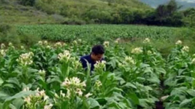 Las provincias tabacaleras están furiosas con Agroindustria por el Fondo Especial del Tabaco