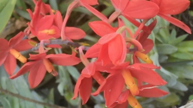 ¡Llegó la primavera! En Salta buscan darle un empujón a la producción y exportación de flores 