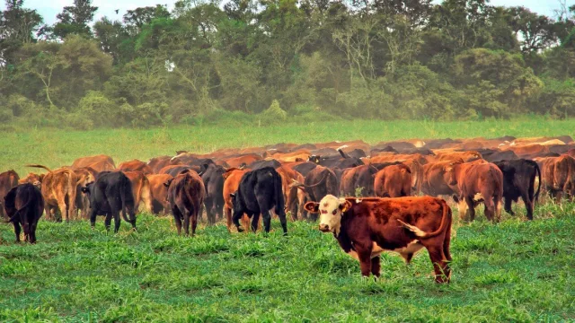 "El Presidente encasilla a todo el campo en el mismo discurso y claro que se equivoca"