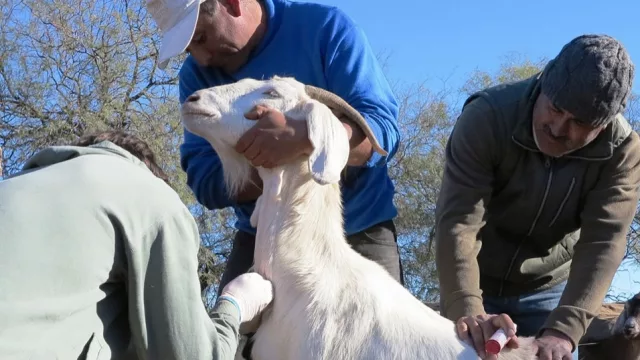 Te contamos sobre el Plan Senderos Caprinos (Salta es una de las provincias priorizadas)