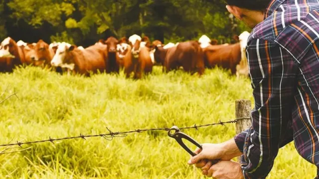 Todo empezó con el robo de ganado pero ahora se llevan insumos y dinero (productores reclaman protección)