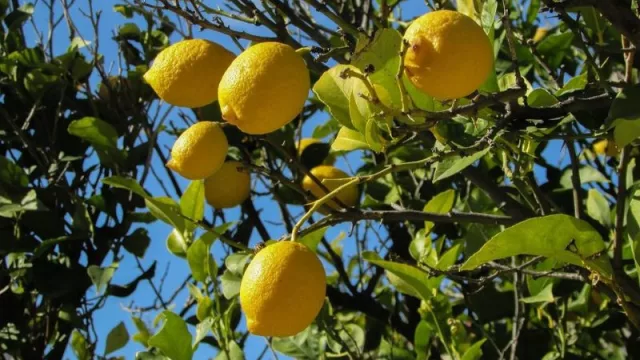 Comercio exterior: analizan el sector citrícola de Tucumán (y destacan el primer embarque de limones tucumanos a Vietnam)