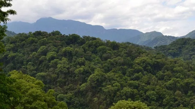 Financiamiento para proyectos de manejo y conservación de bosques nativos (abrió la convocatoria)