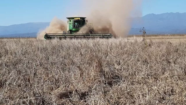 Desdelsur sumó un socio estratégico y fortalece la exportación de legumbres (cerró trato con Blaquier)