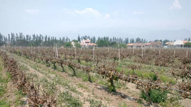 La pedían los productores: declararon la emergencia agropecuaria por heladas (para Cafayate, San Carlos, Molinos y Cachi)