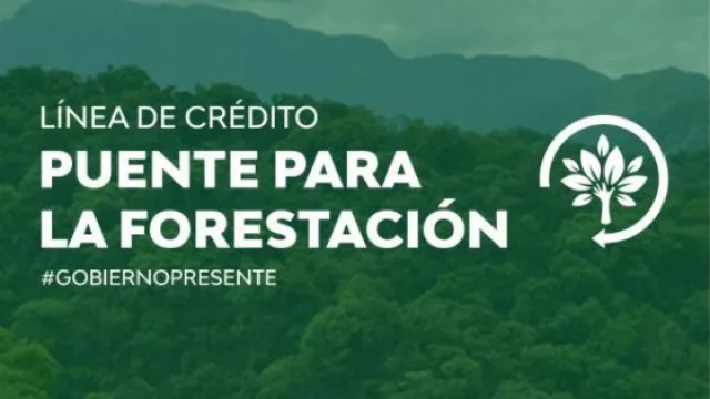 Línea de crédito puente para el sector forestal (oportunidad para empresas salteñas del sector)