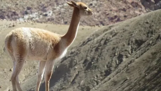 Jujuy y Bolivia continúan trabajando en la protección de las vicuñas en silvestría