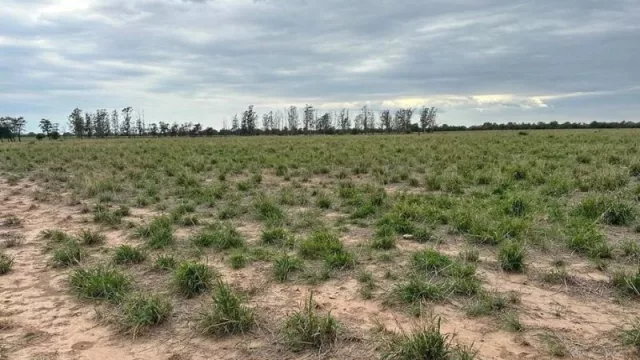 Tras el pedido de los productores, el Gobierno avanza en la declaración de la Emergencia Agropecuaria