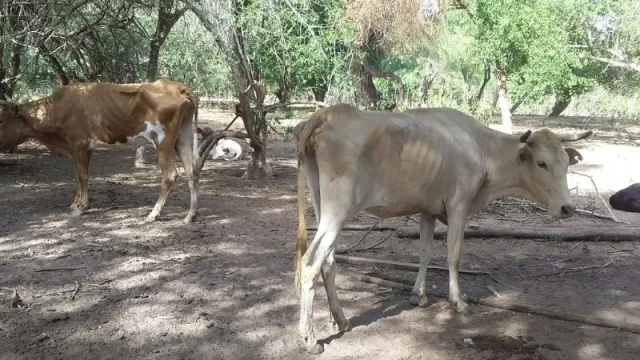 Productores piden que el departamento Rivadavia sea declarado en estado de “desastre ganadero” (por la sequía)