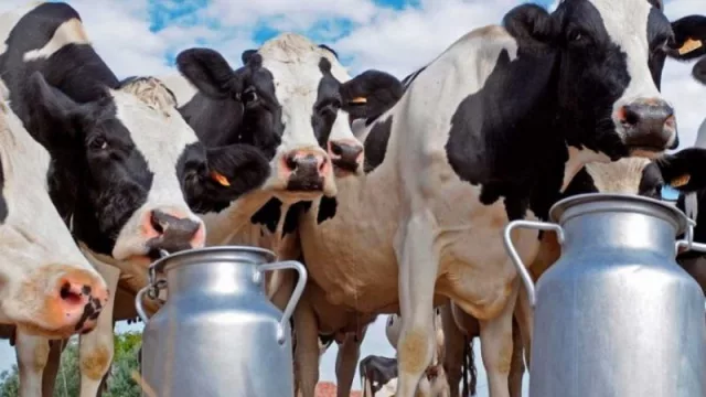 Está en vigencia el programa de asistencia "Impulso Tambero" (para aprovechar)