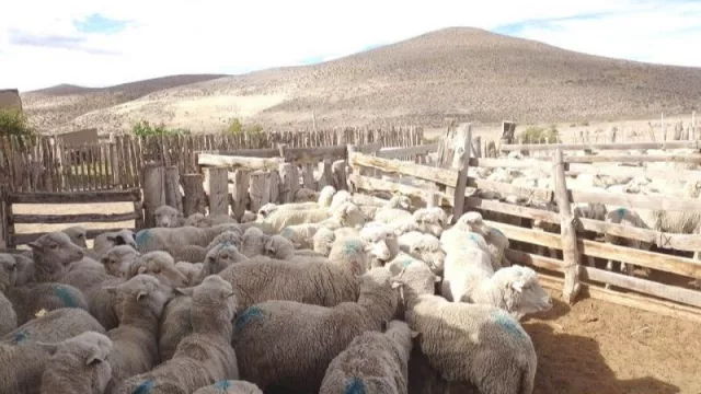 Organizaciones podrán integrar las unidades ejecutoras provinciales de las leyes Caprina y Ovina