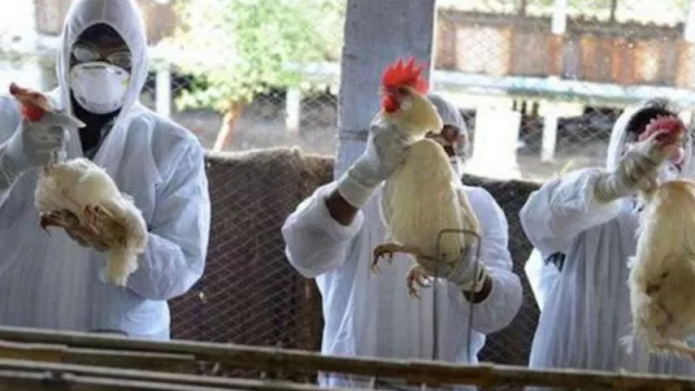 Salta refuerza medidas de prevención por la gripe aviar (por un caso en Jujuy, se declaró el alerta sanitario)