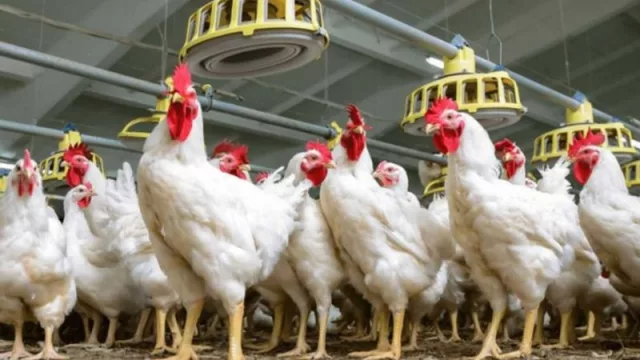 El Senasa pide a los productores salteños extremar medidas contra la gripe aviar (para mantener el estatus sanitario)